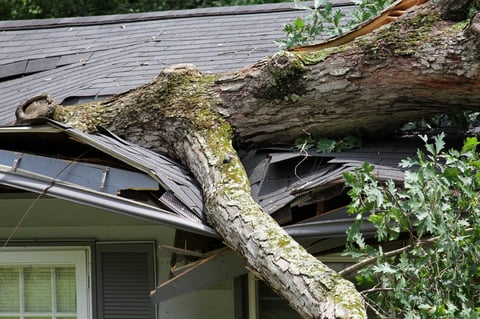 Tree damage on roof